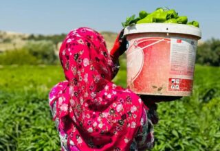GAP Bedesten ile Kadın Emeği Yerelden Küresele Taşınıyor
